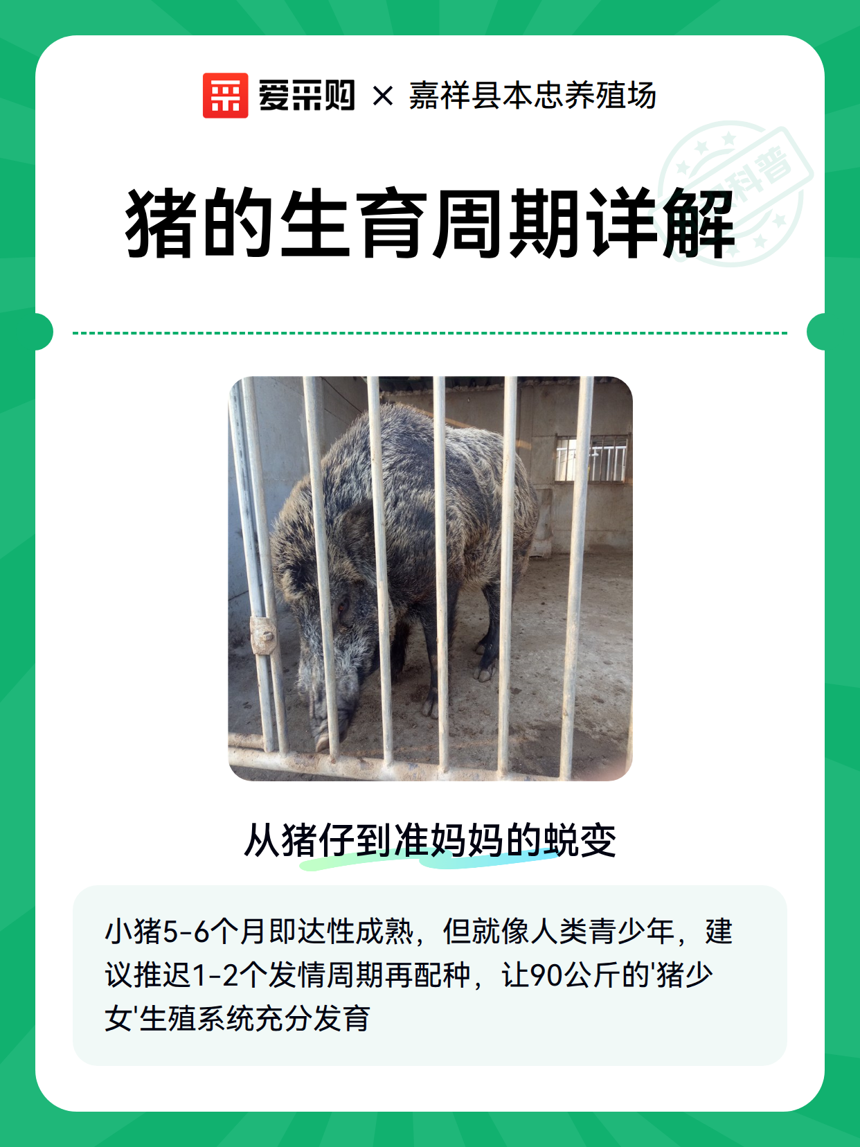 猪的生育周期详解（图1）