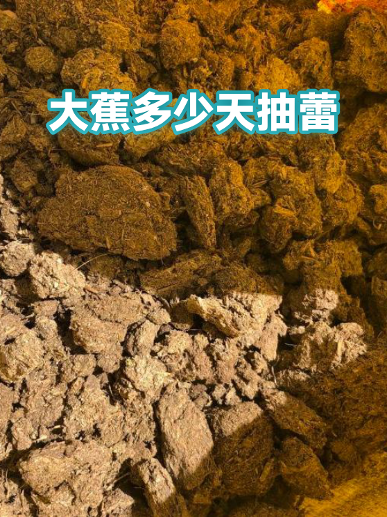大蕉多少天抽蕾（图1）