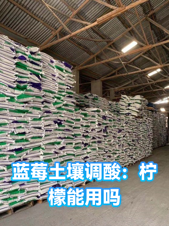 蓝莓土壤调酸：柠檬能用吗（图1）