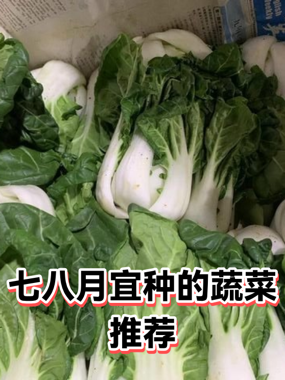 七八月宜种的蔬菜推荐（图1）