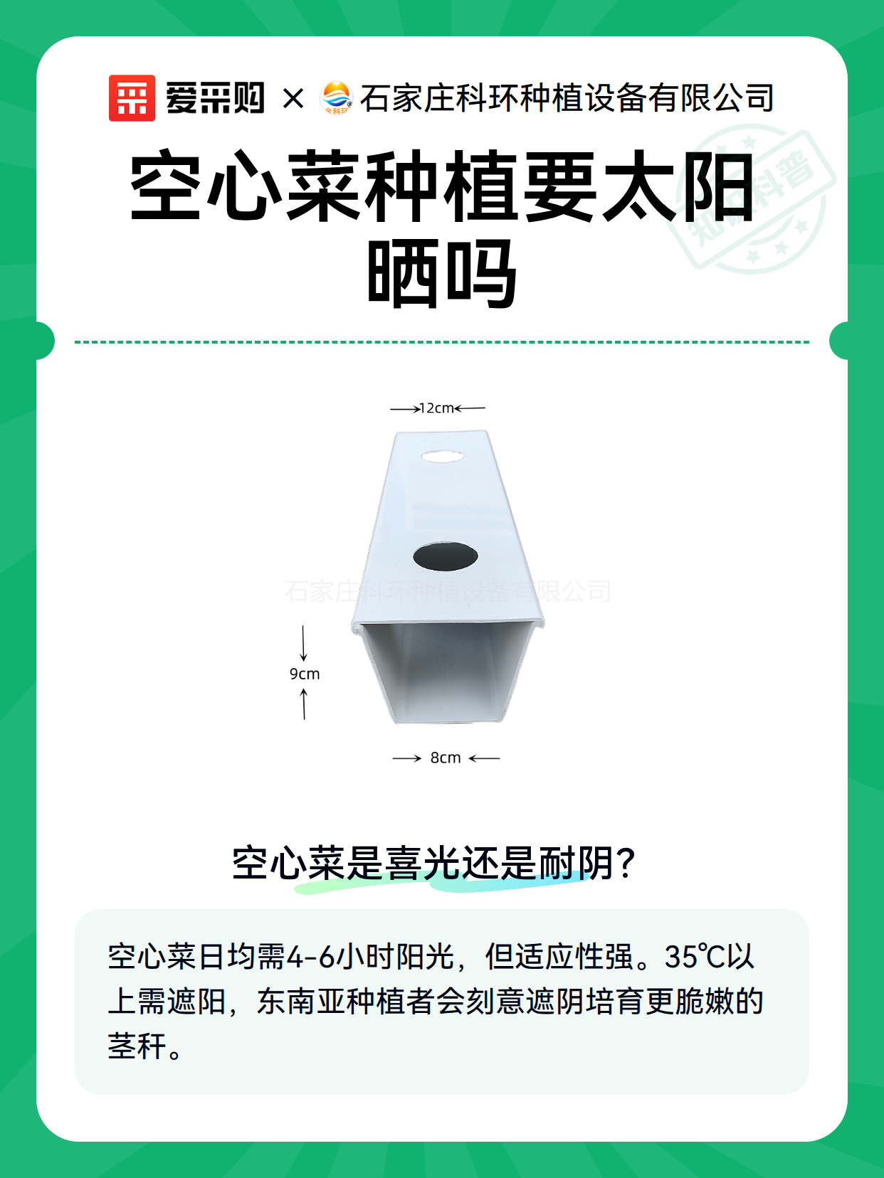 空心菜种植要太阳晒吗（图2）
