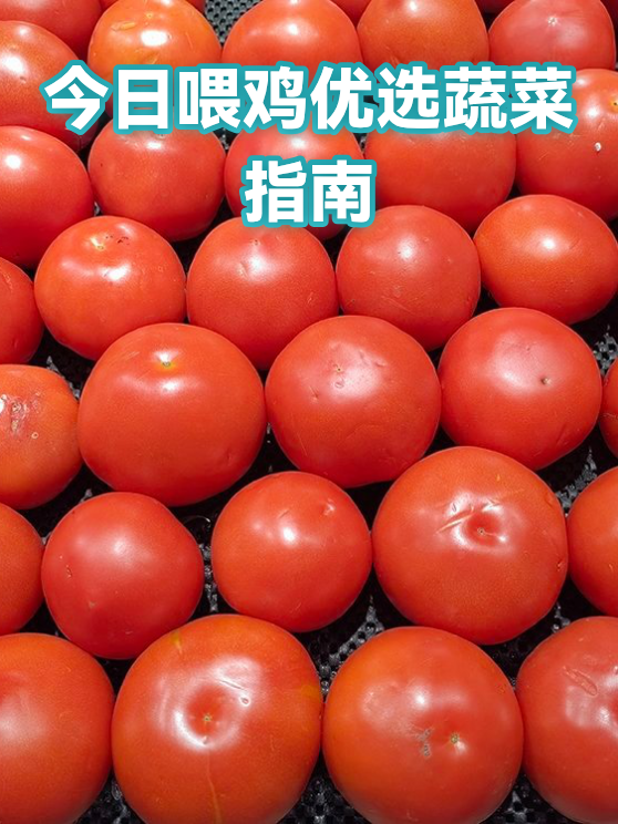 今日喂鸡优选蔬菜指南（图1）