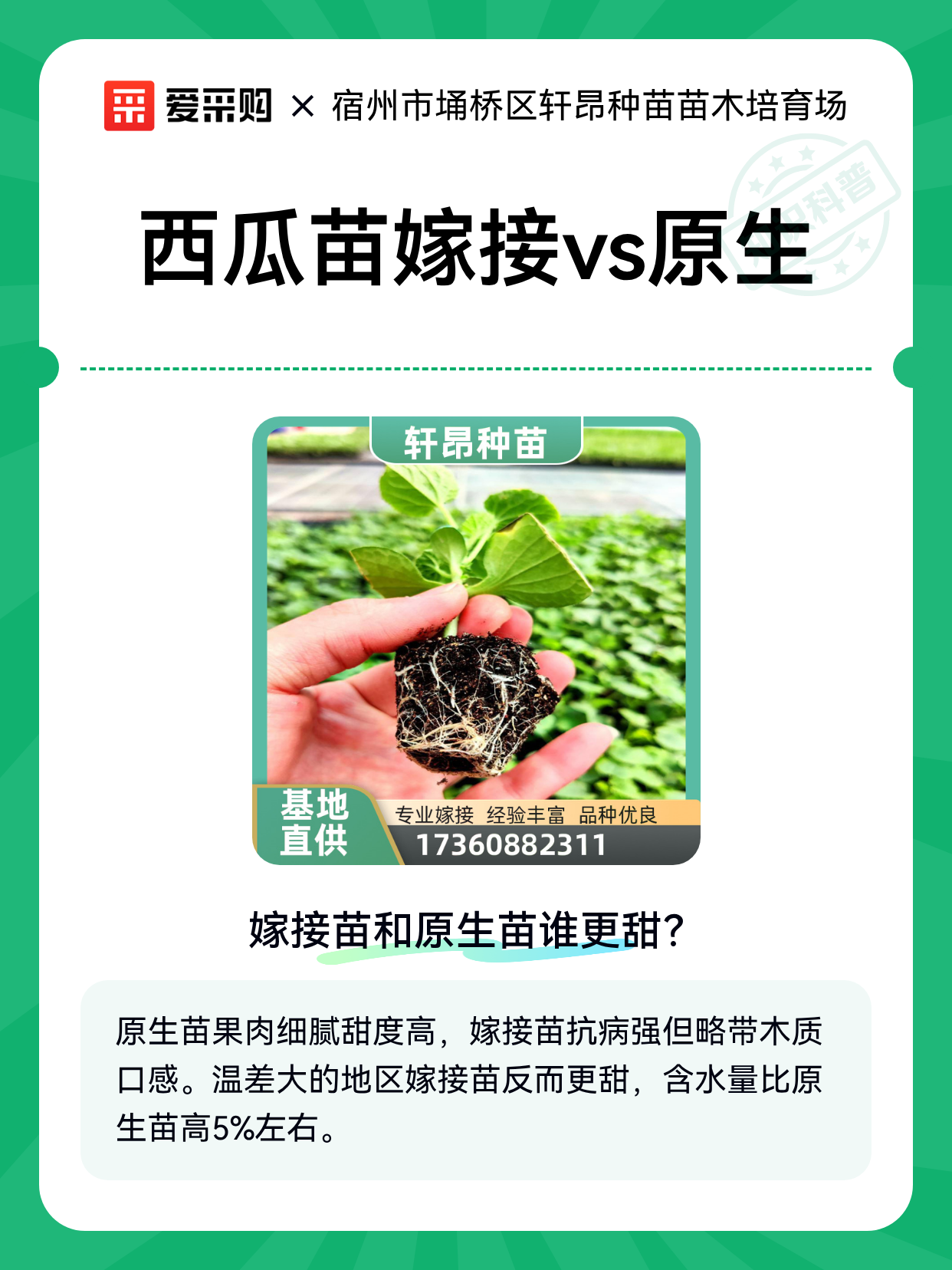 西瓜苗嫁接vs原生（图1）