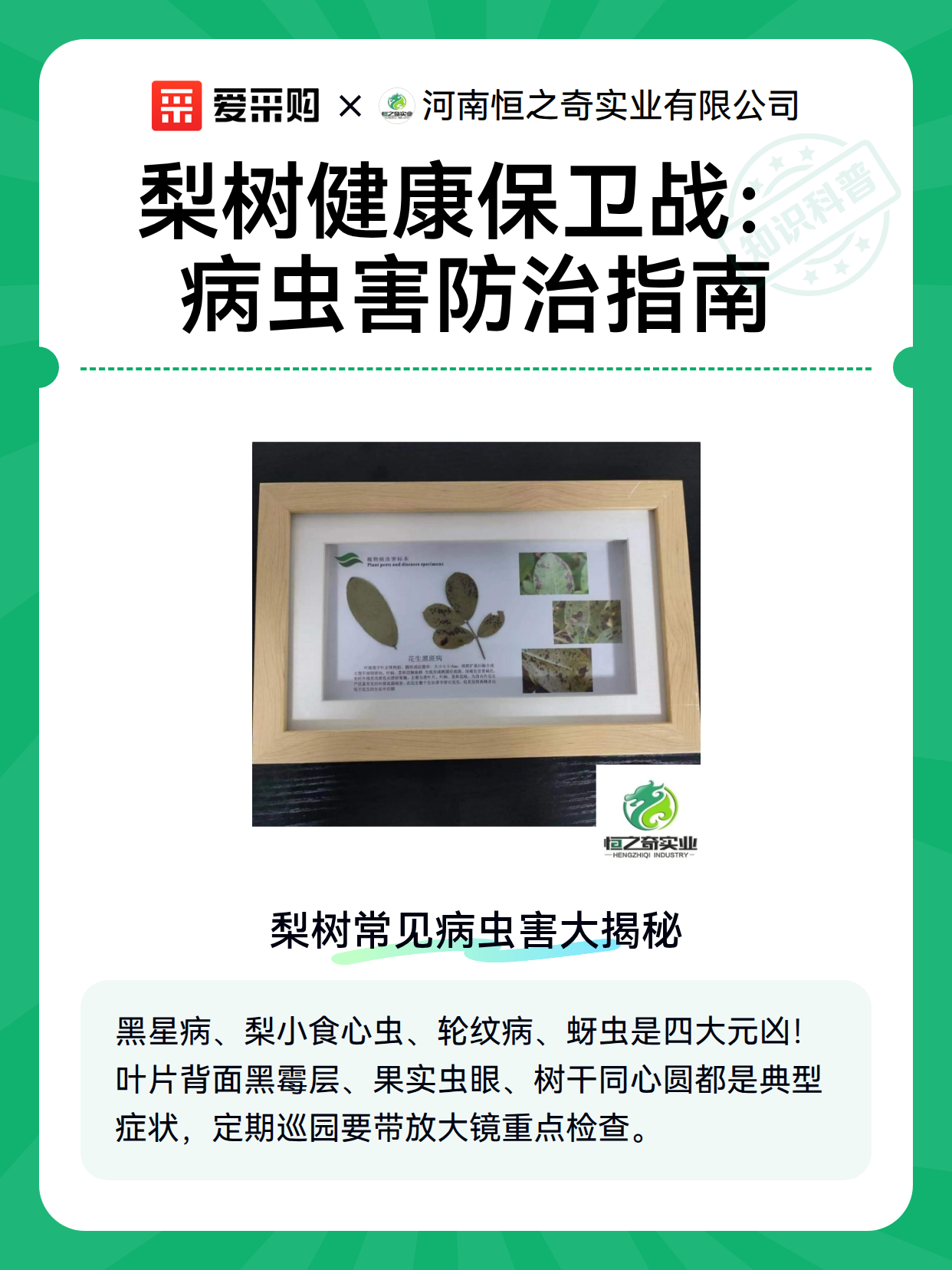 梨树健康保卫战：病虫害防治指南（图2）