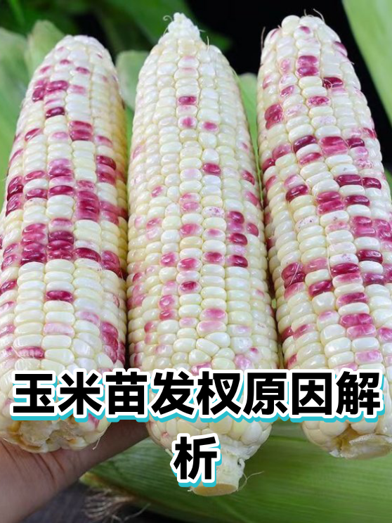 玉米苗发杈原因解析（图1）