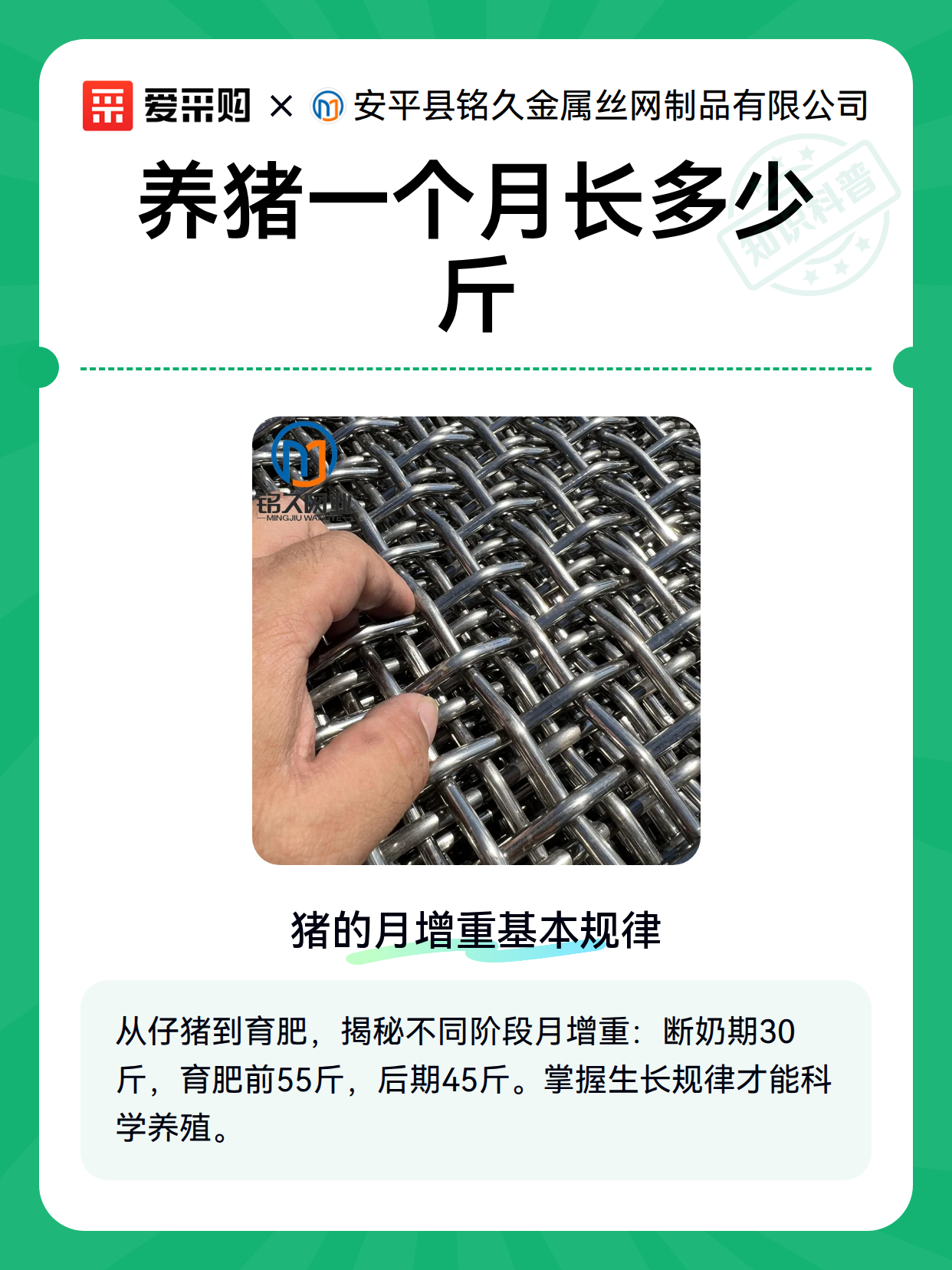 养猪一个月长多少斤（图1）