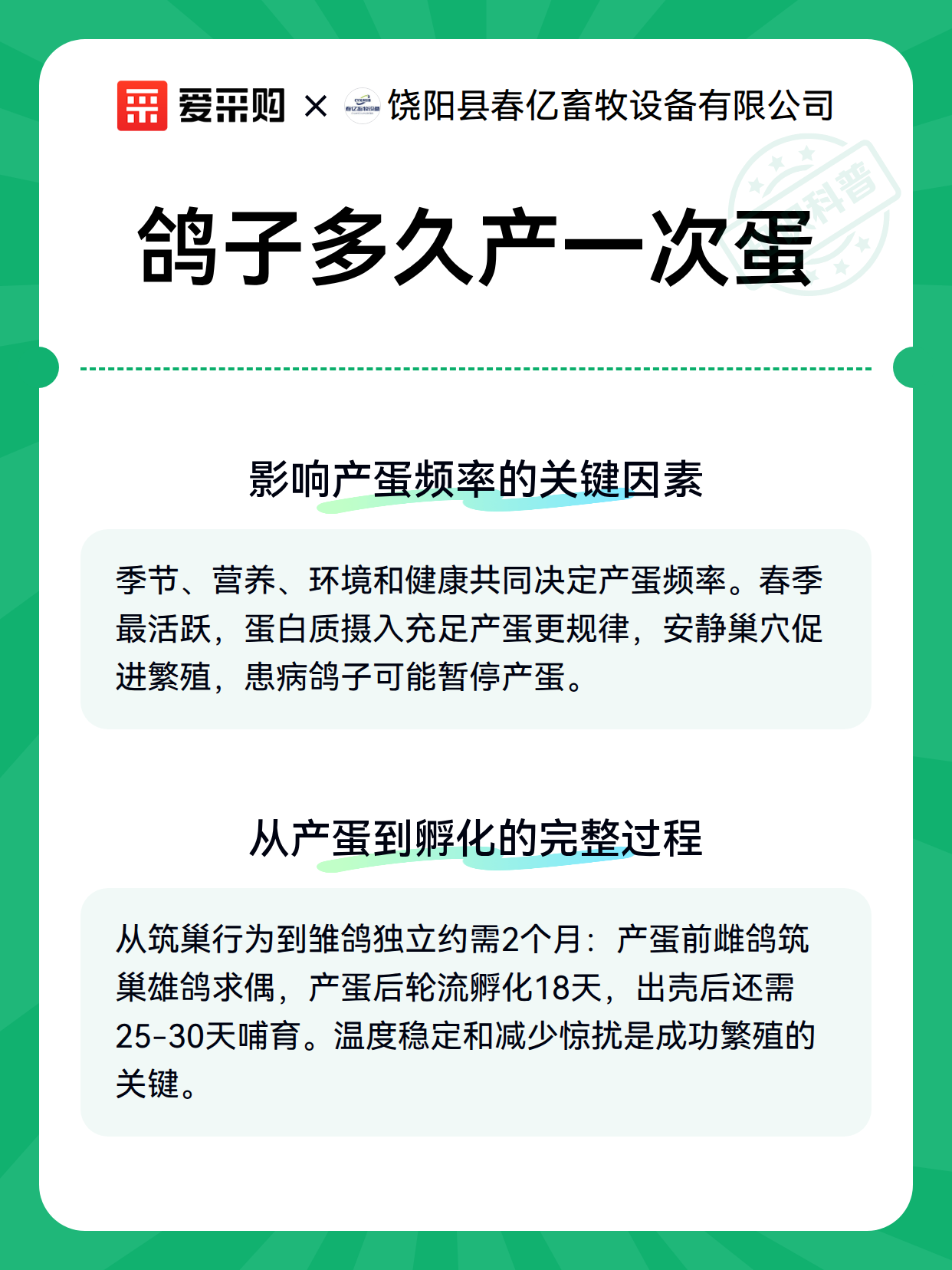 鸽子多久产一次蛋（图2）