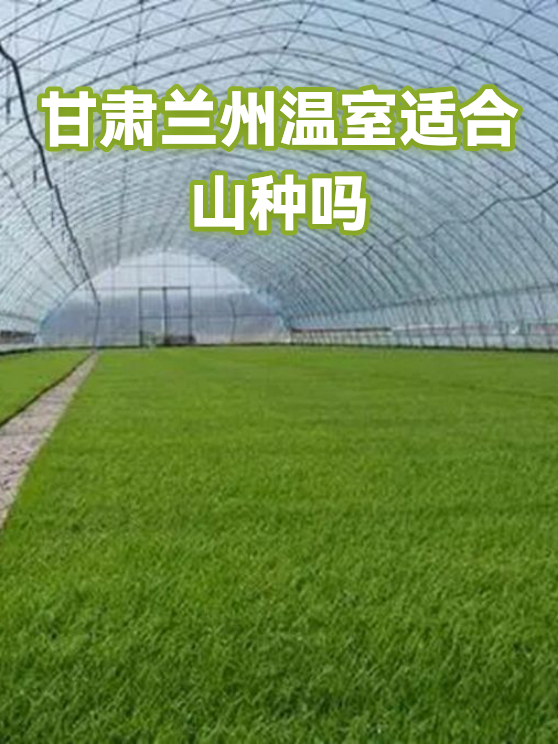 甘肃兰州温室适合山种吗（图1）
