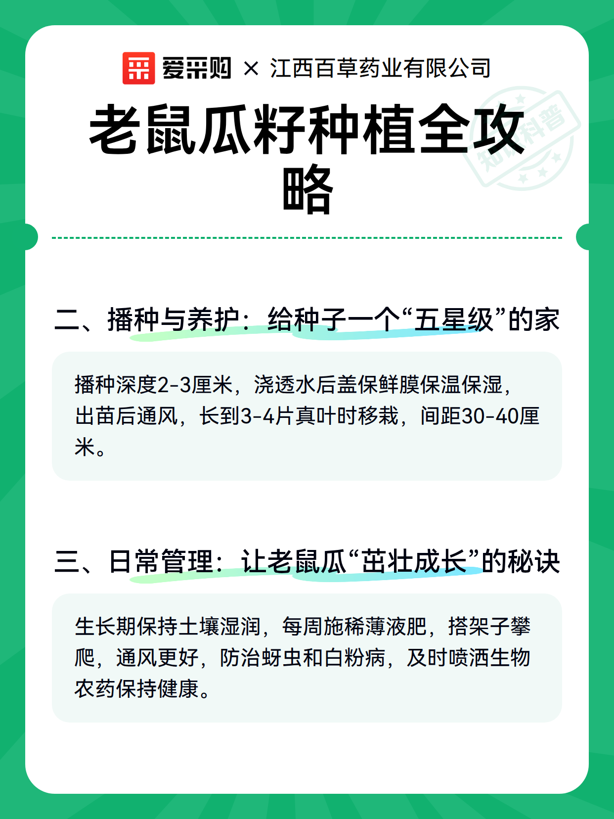 老鼠瓜籽种植全攻略（图3）