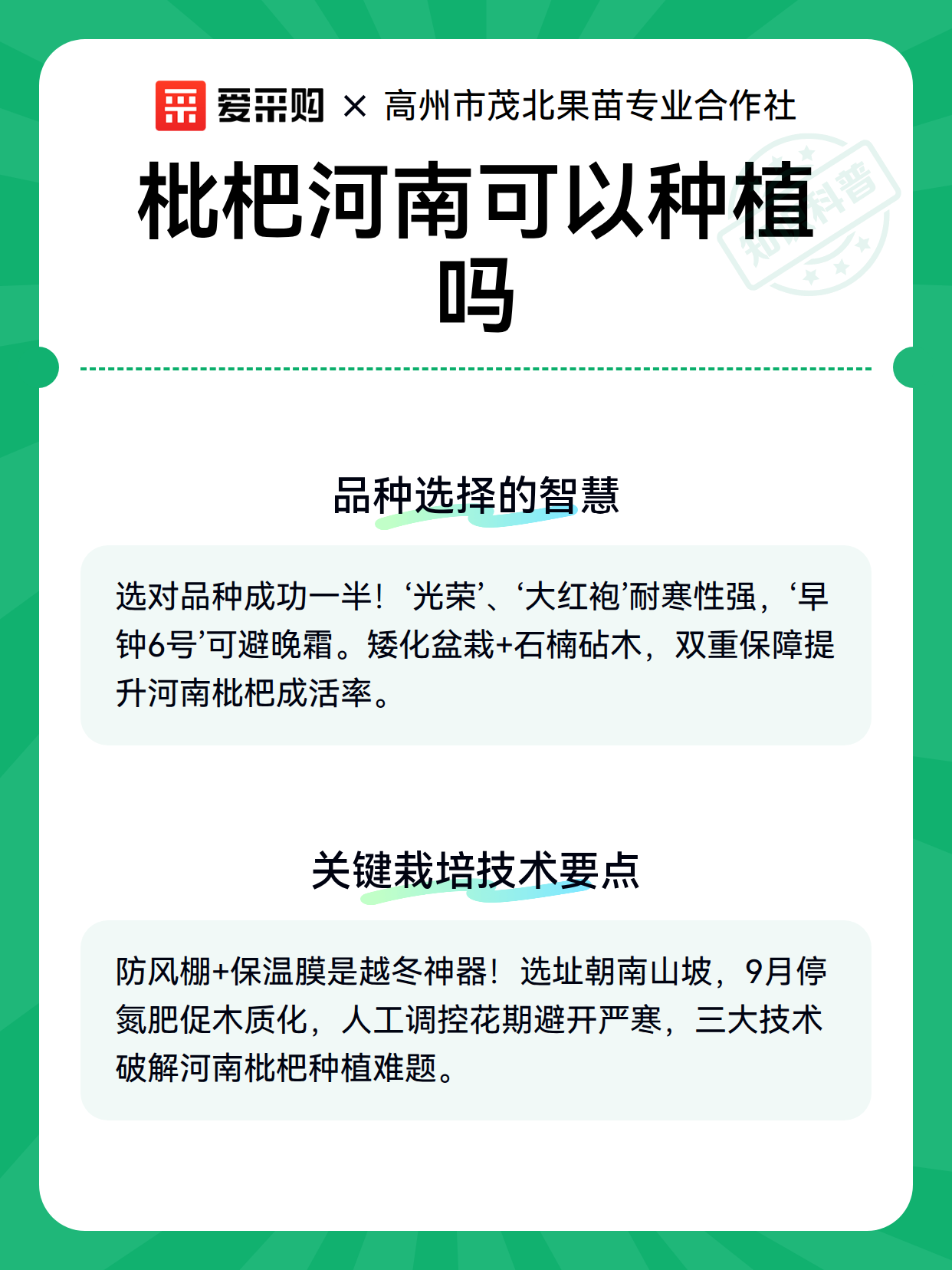 枇杷河南可以种植吗（图2）