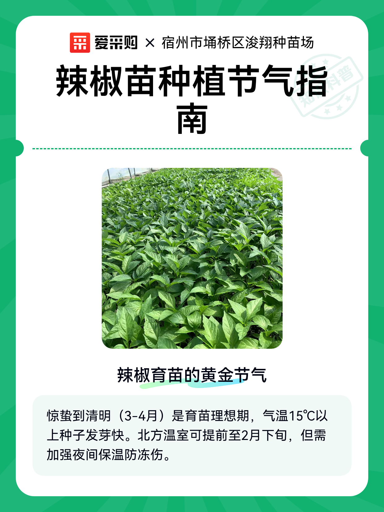 辣椒苗种植节气指南（图1）