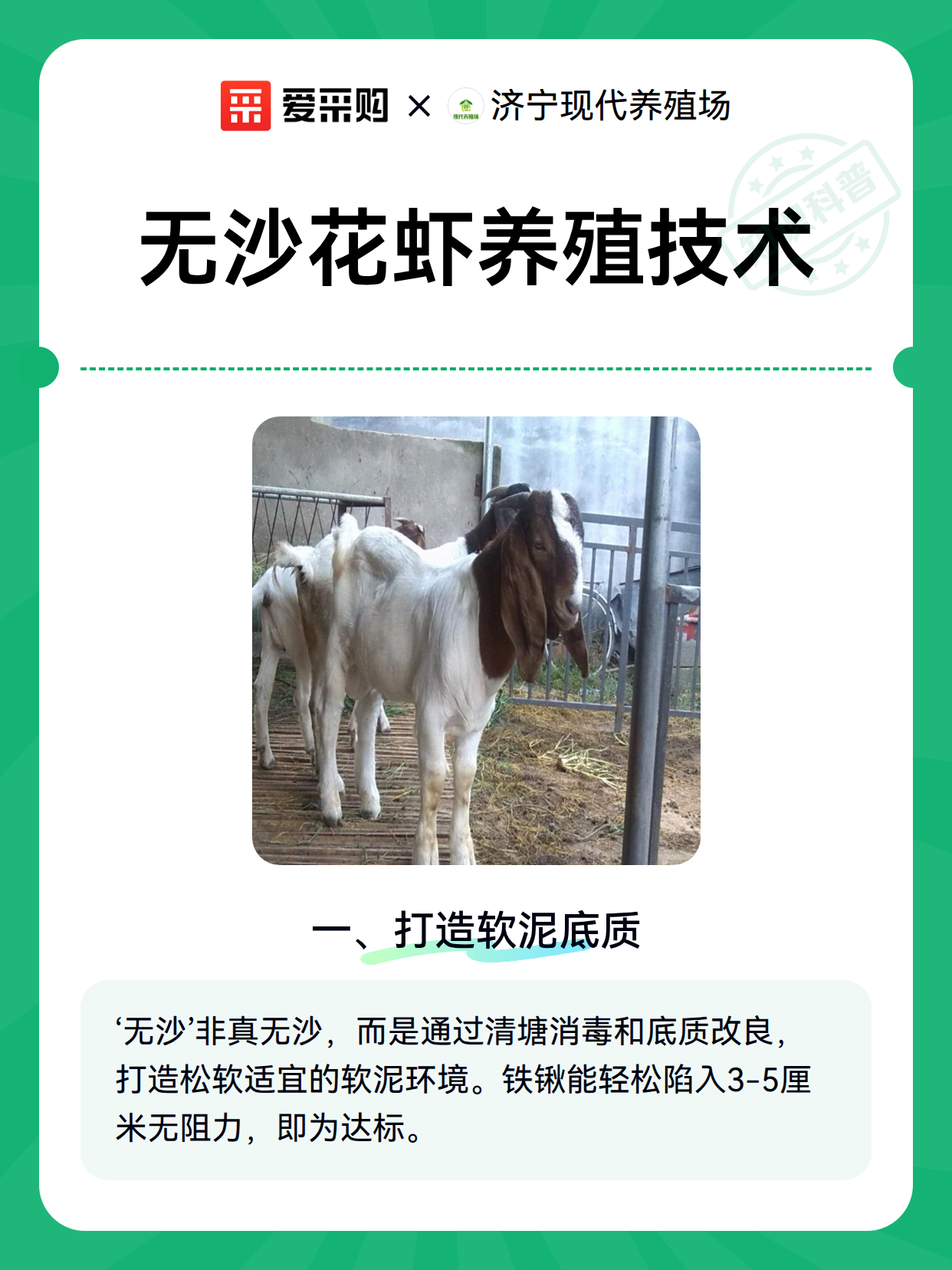 无沙花虾养殖技术（图2）