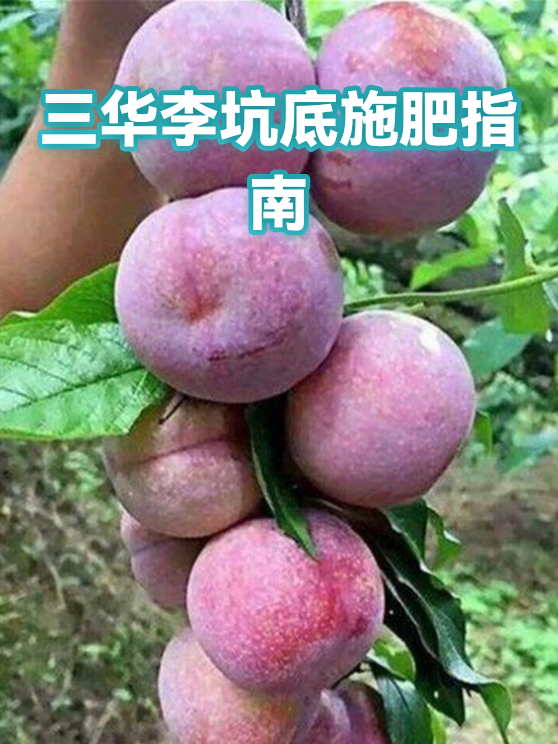 三华李坑底施肥指南（图1）