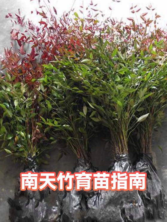 南天竹育苗指南（图1）