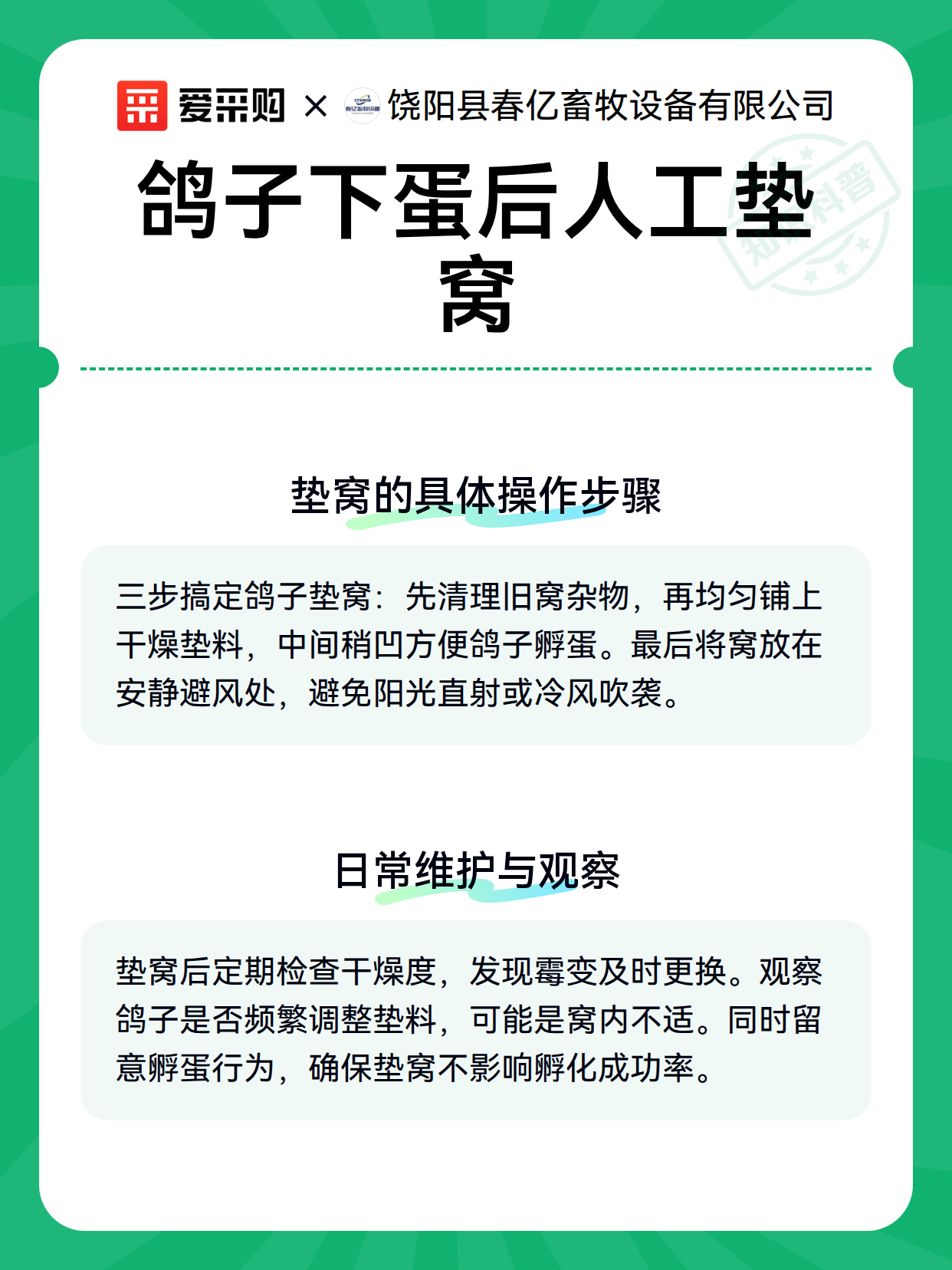 鸽子下蛋后人工垫窝（图2）