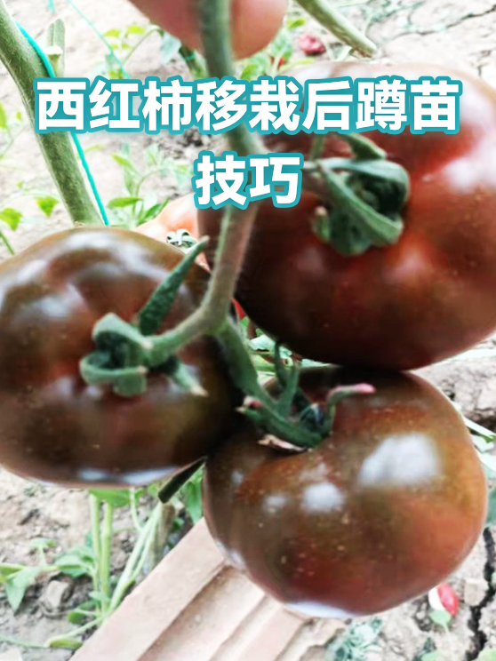 西红柿移栽后蹲苗技巧（图1）