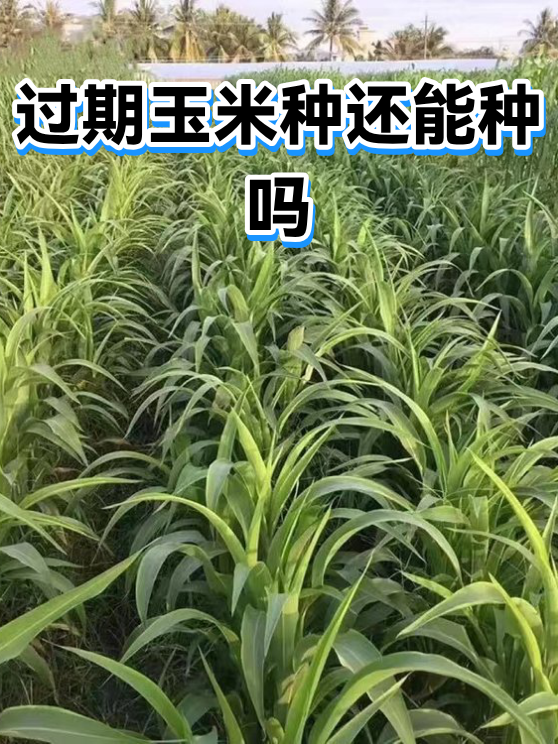 过期玉米种还能种吗（图1）