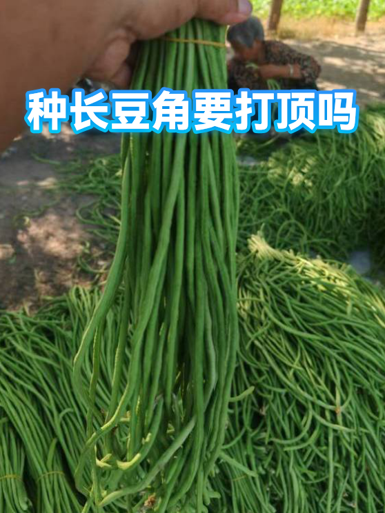 种长豆角要打顶吗（图1）