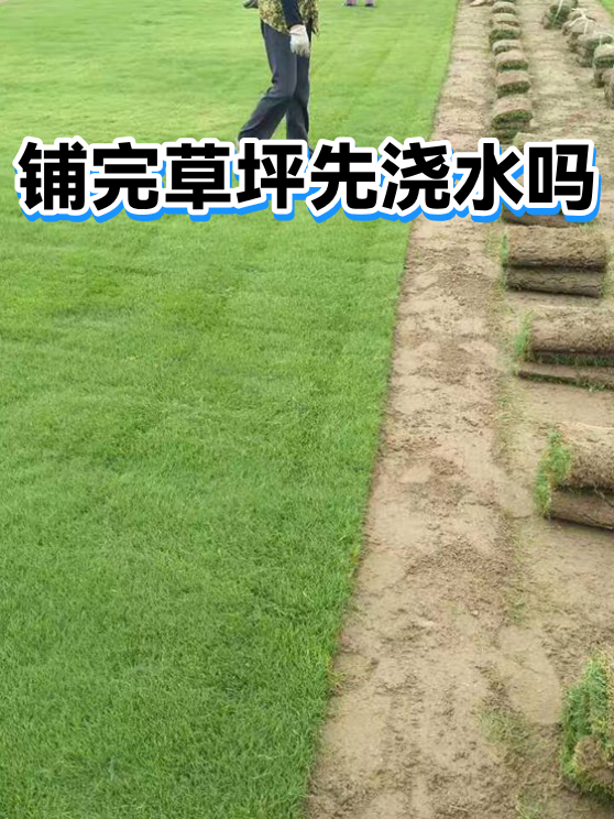 铺完草坪先浇水吗（图1）