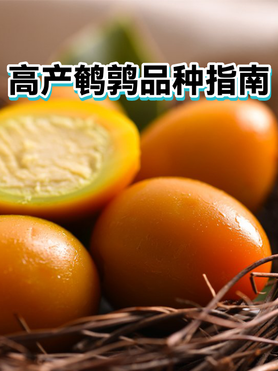 高产鹌鹑品种指南（图1）