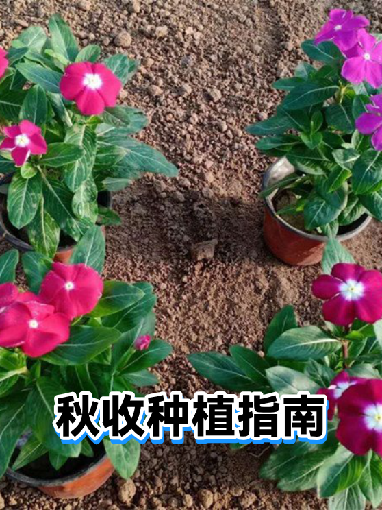 秋收种植指南（图1）