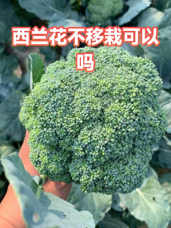 西兰花不移栽可以吗（图1）