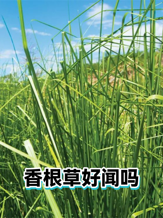 香根草好闻吗（图1）