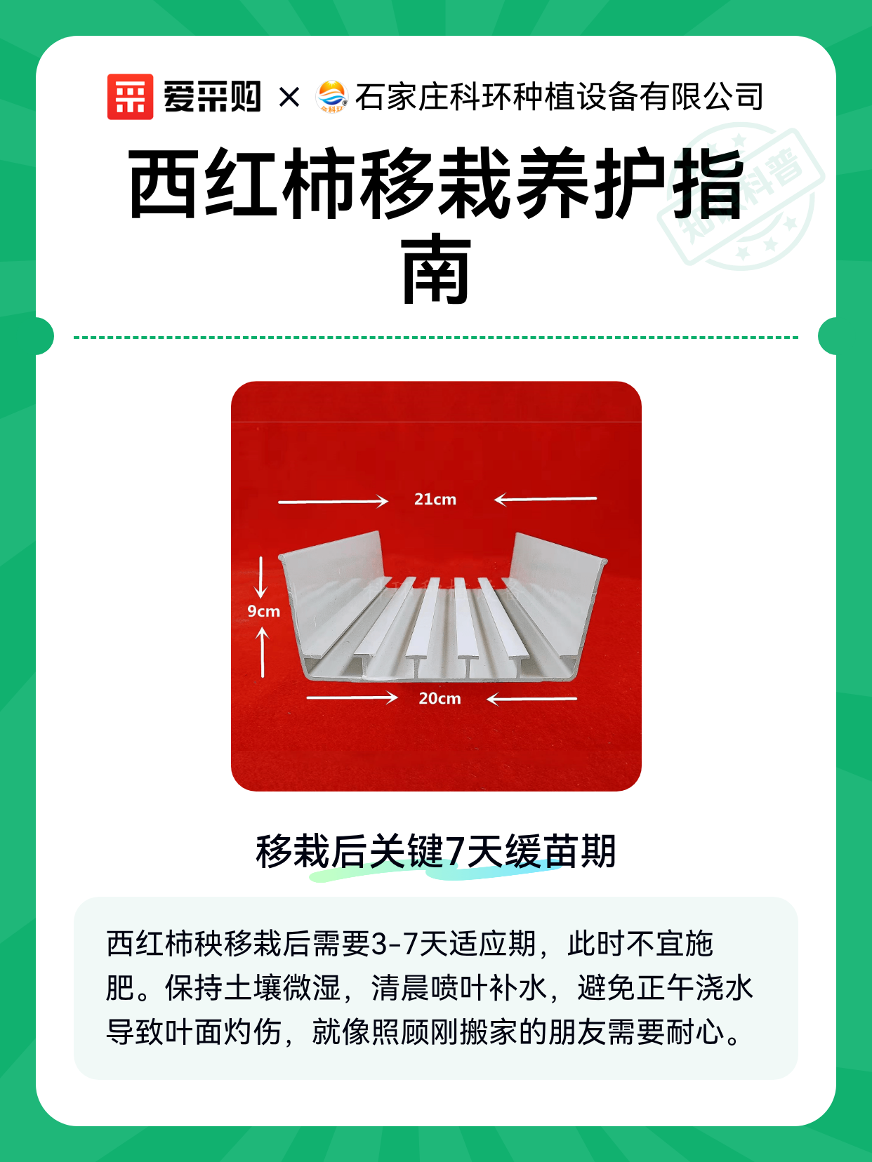 西红柿移栽养护指南（图1）