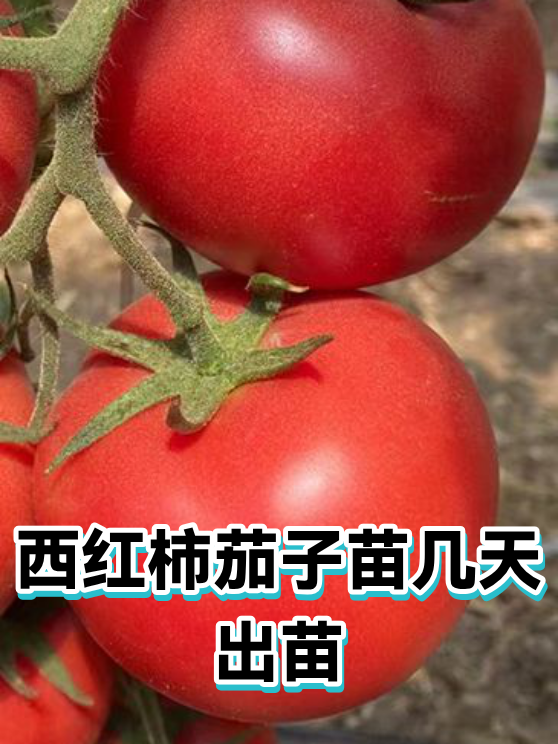西红柿茄子苗几天出苗（图1）