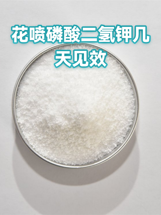 花喷磷酸二氢钾几天见效（图1）