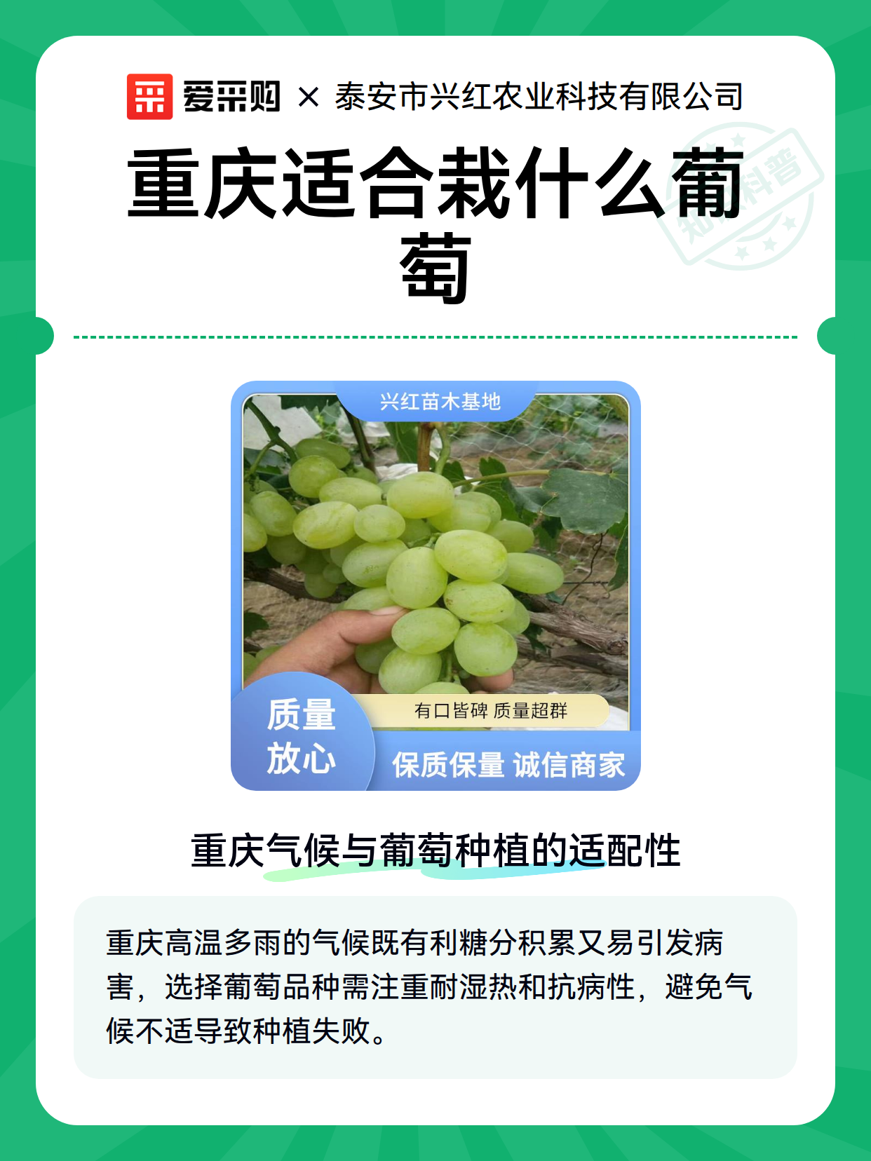 重庆适合栽什么葡萄（图1）
