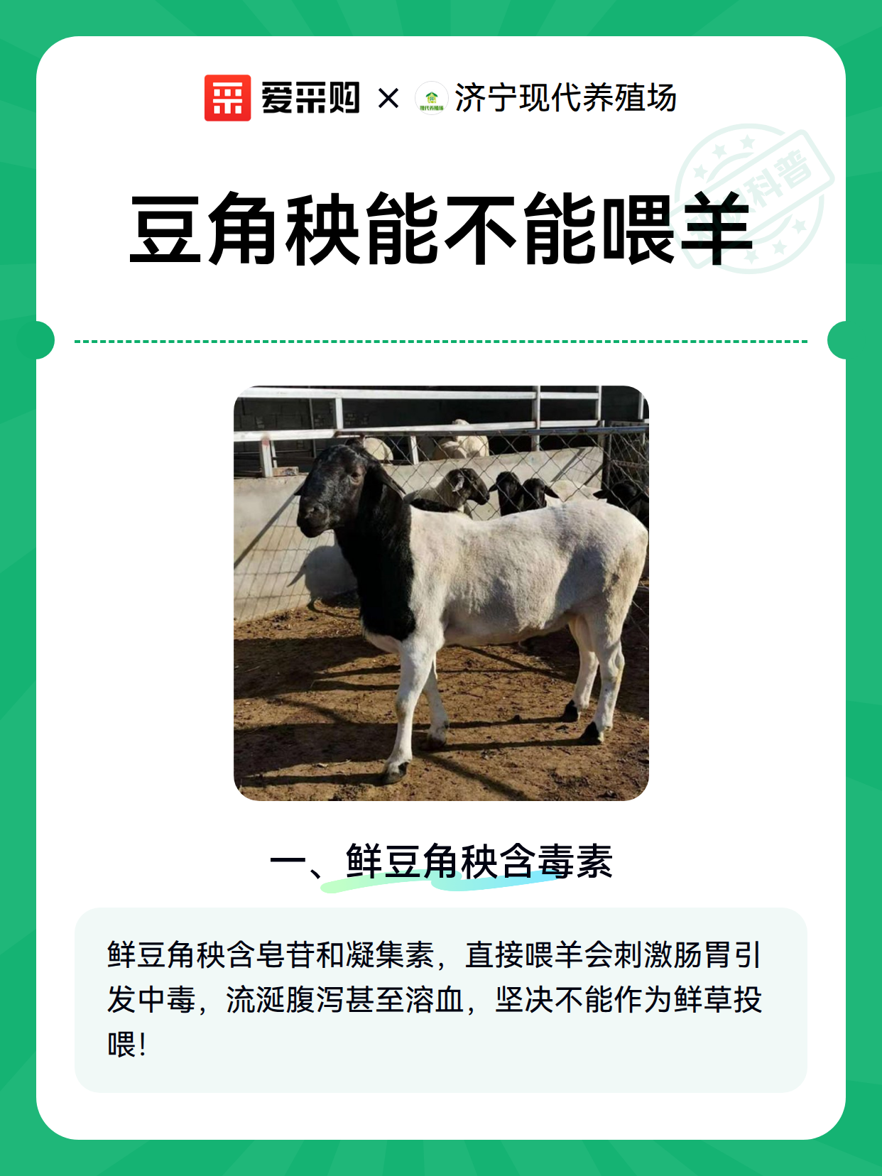 豆角秧能不能喂羊（图1）