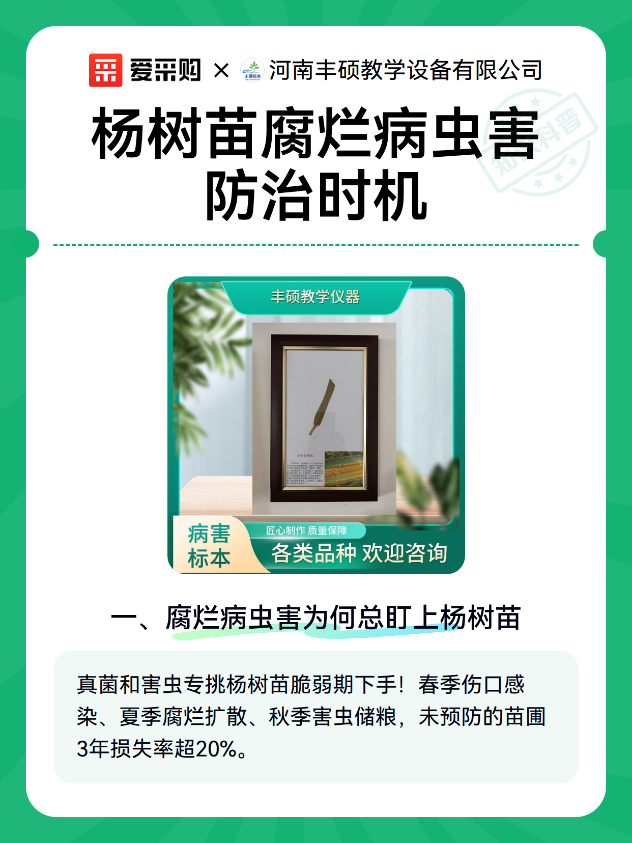 杨树苗腐烂病虫害防治时机（图2）