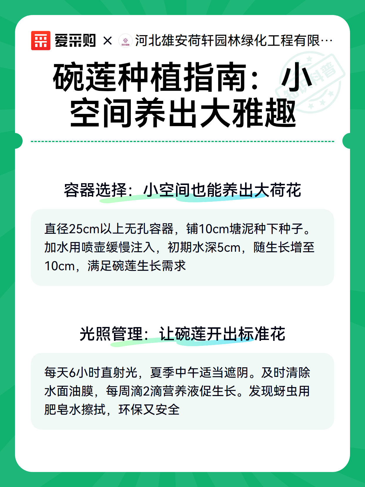 碗莲种植指南：小空间养出大雅趣（图3）