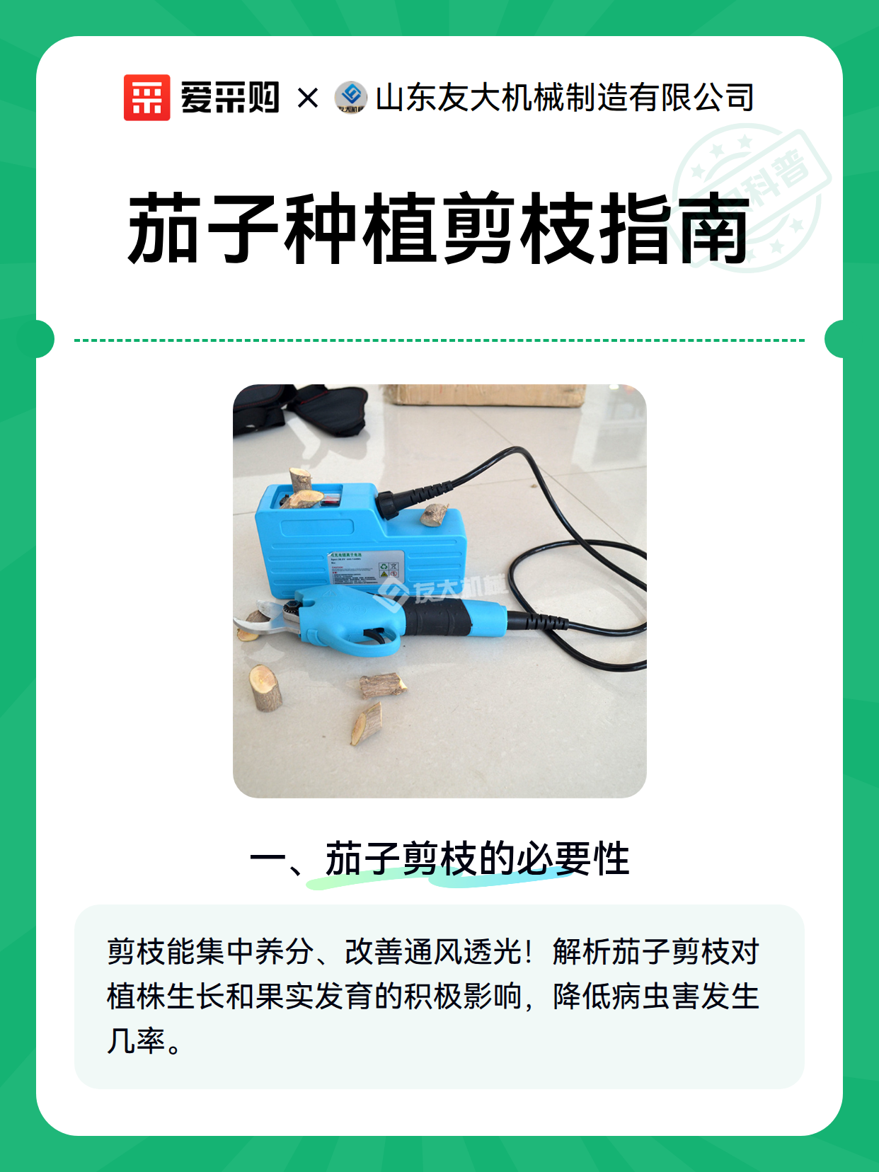 茄子种植剪枝指南（图1）