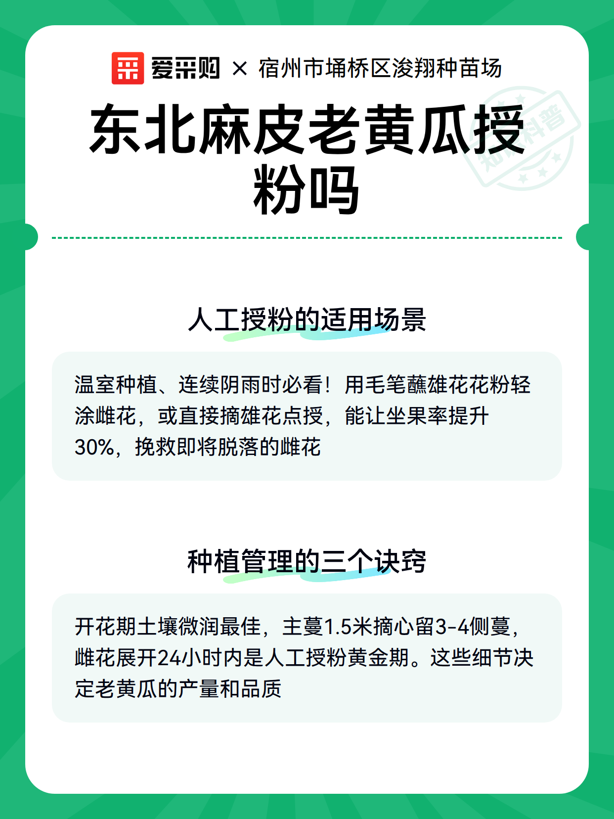 东北麻皮老黄瓜授粉吗（图3）