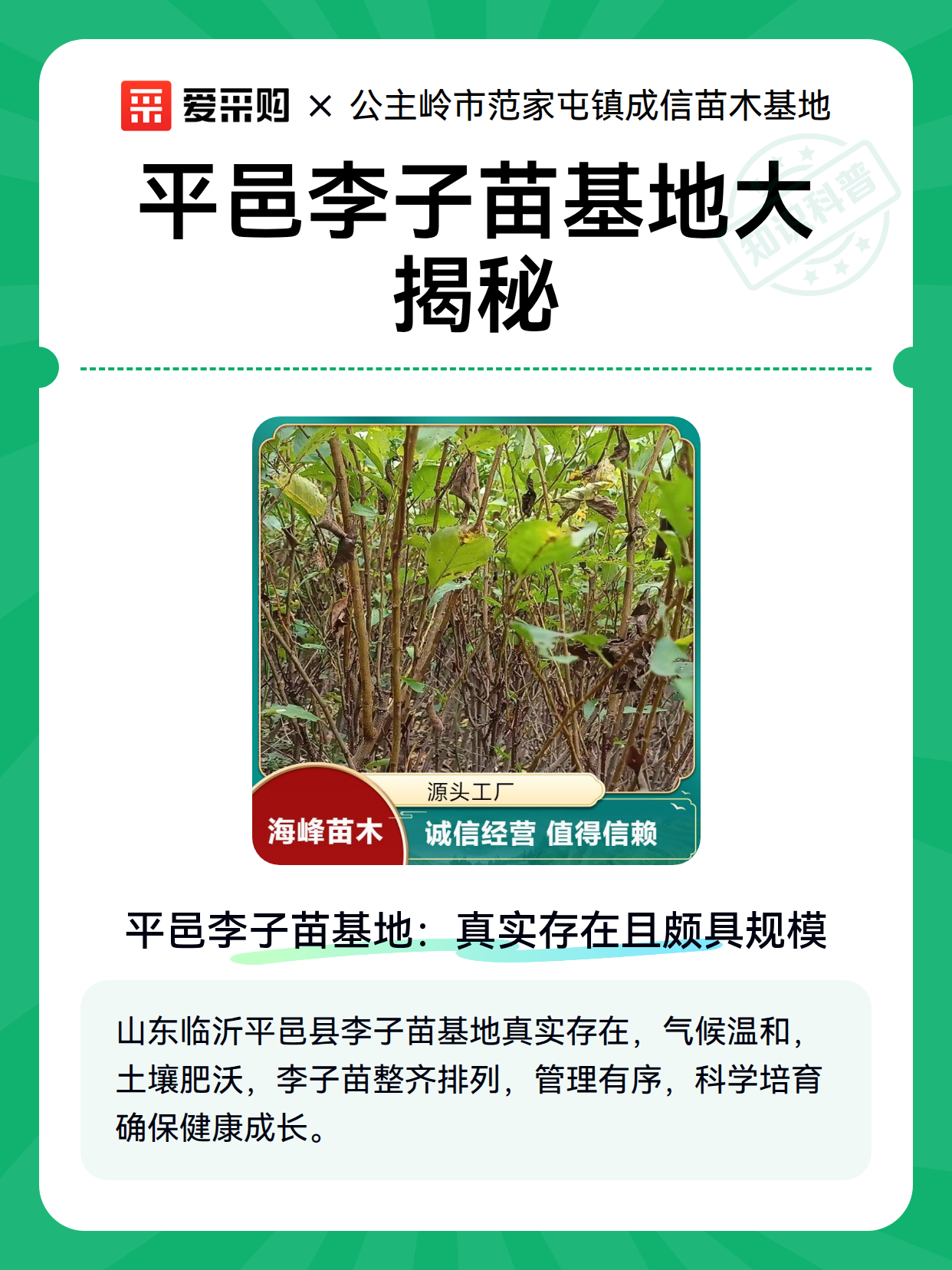 平邑李子苗基地大揭秘（图2）