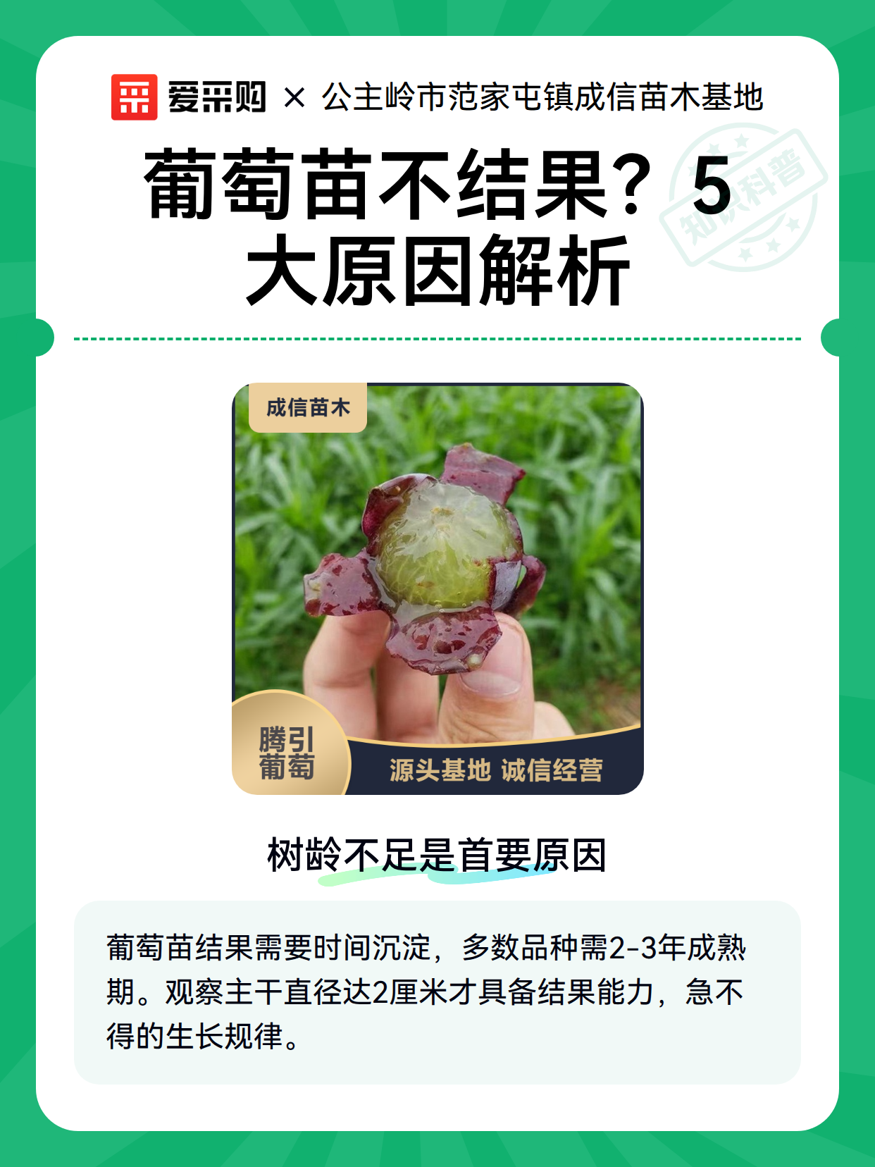 葡萄苗不结果？5大原因解析（图2）
