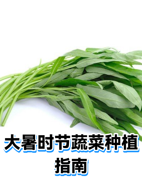 大暑时节蔬菜种植指南（图1）