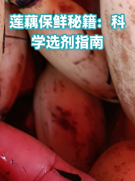 莲藕保鲜秘籍：科学选剂指南（图1）