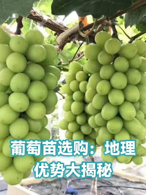 葡萄苗选购：地理优势大揭秘（图1）