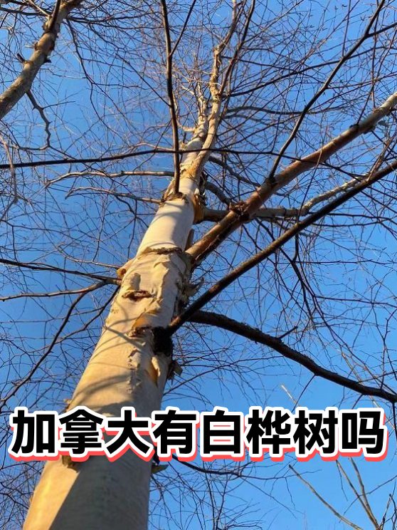 加拿大有白桦树吗（图1）