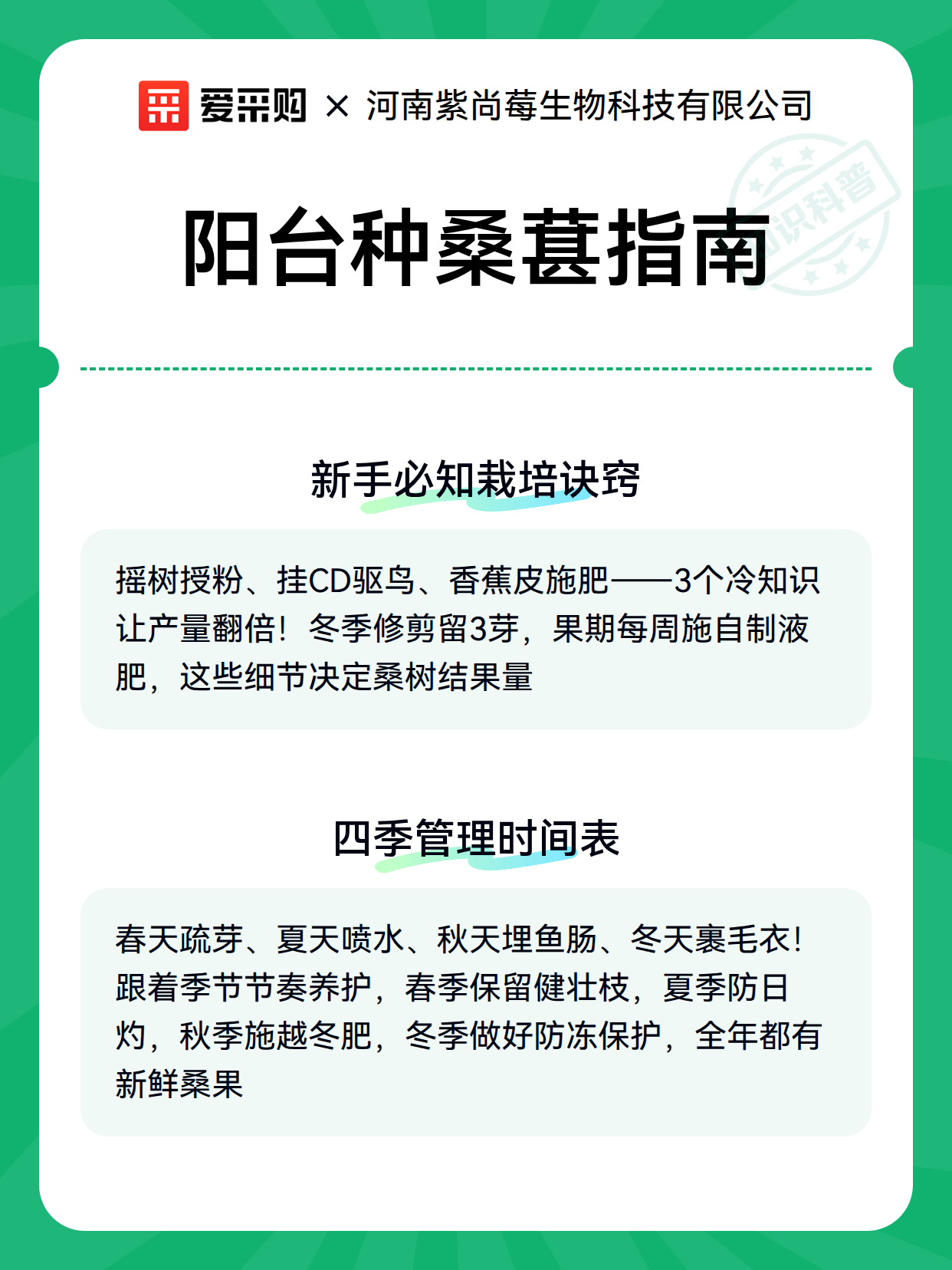阳台种桑葚指南（图2）