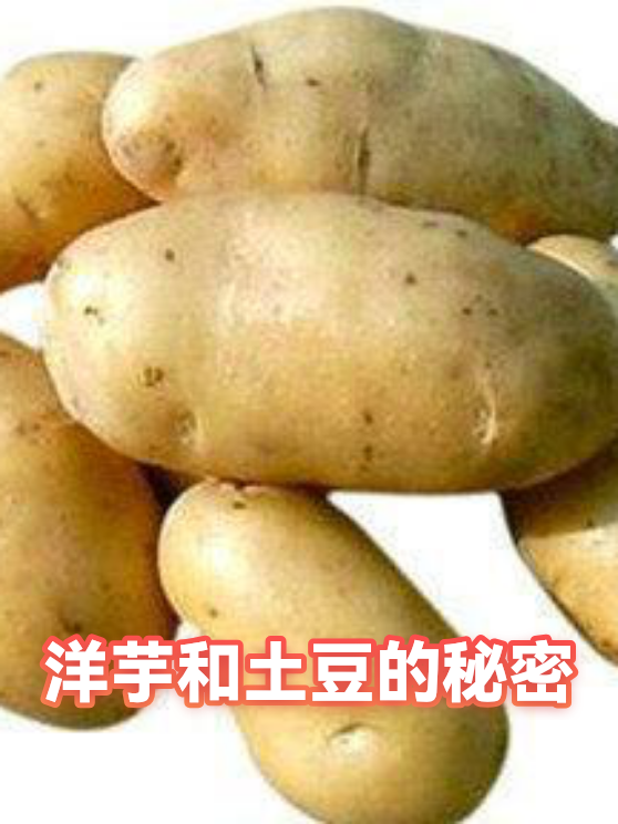 洋芋和土豆的秘密（图1）