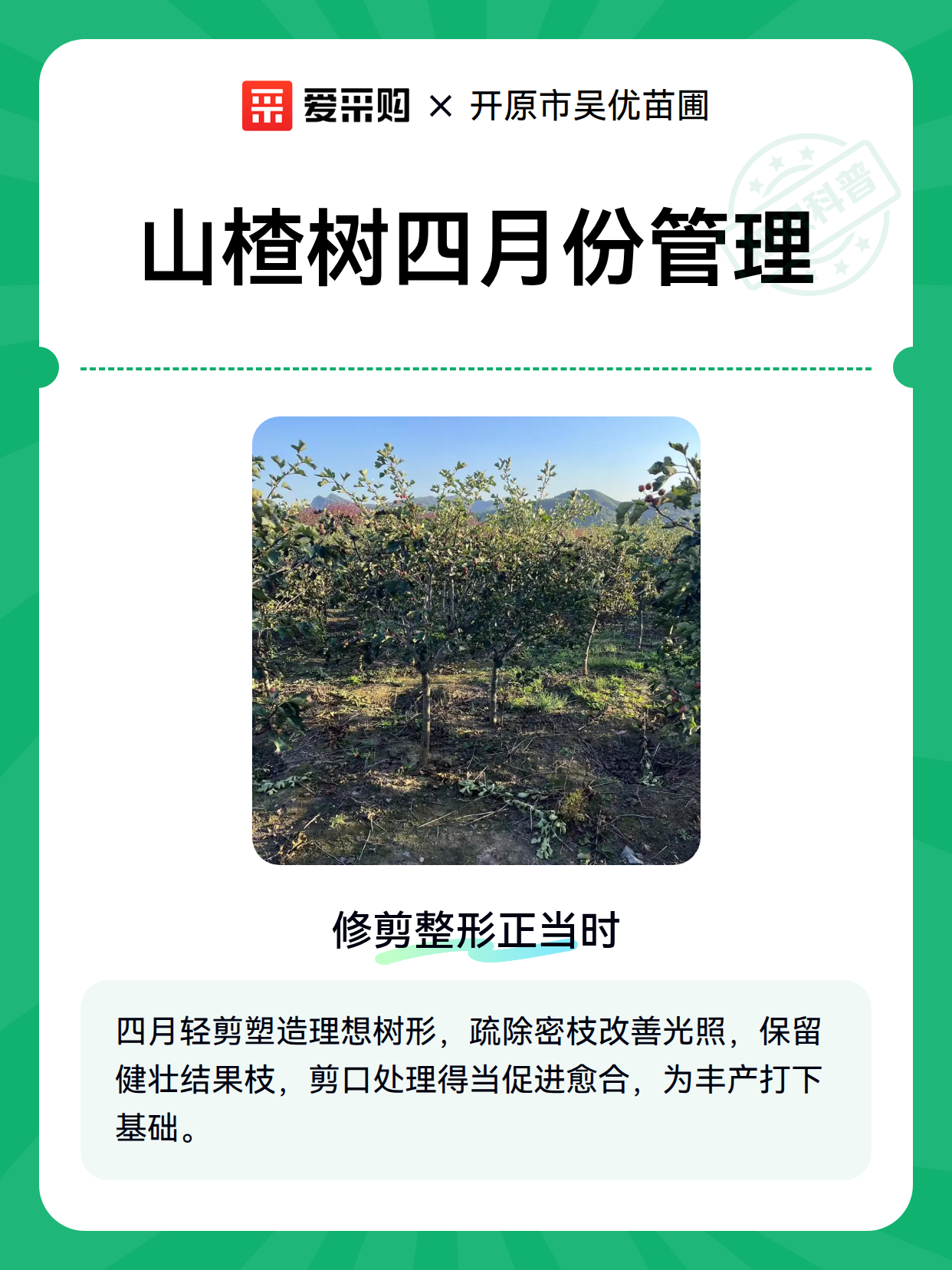 山楂树四月份管理（图2）