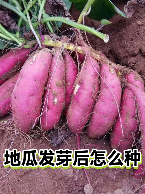 地瓜发芽后怎么种（图1）