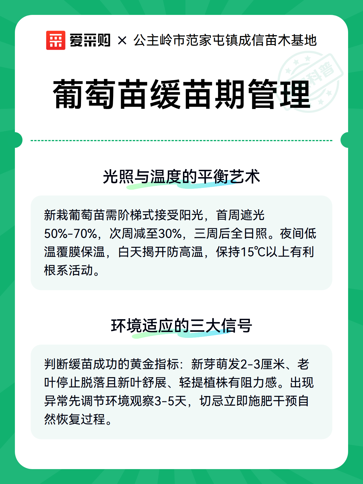 葡萄苗缓苗期管理（图3）
