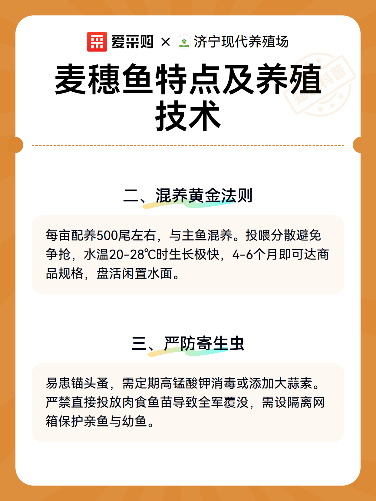 麦穗鱼特点及养殖技术（图3）