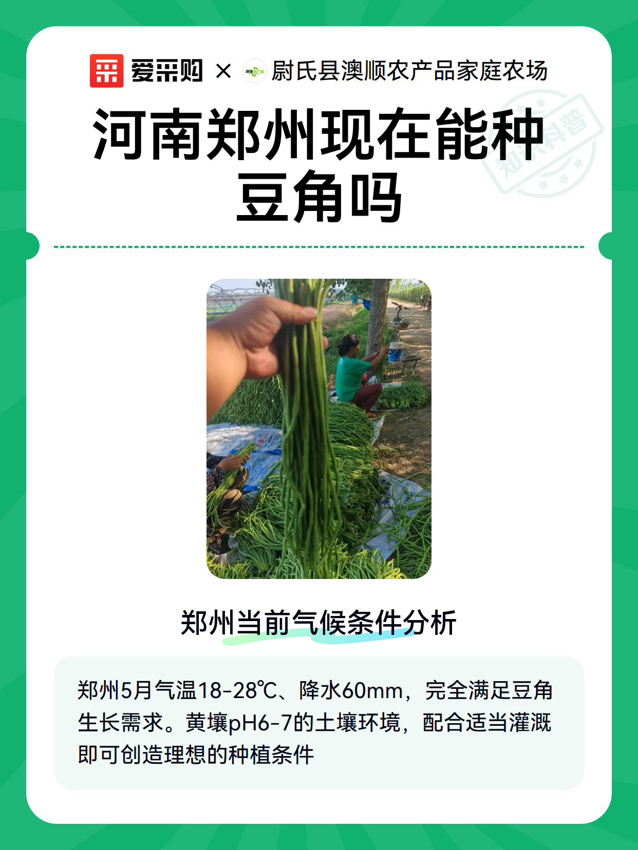 河南郑州现在能种豆角吗（图2）