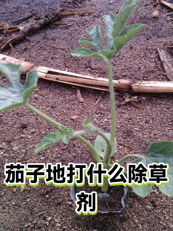 茄子地打什么除草剂（图1）